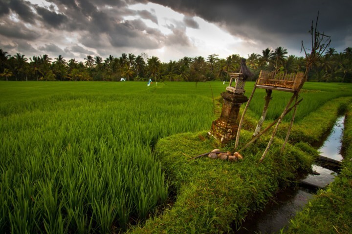 25. Рисовые поля, Убуд, Индонезия