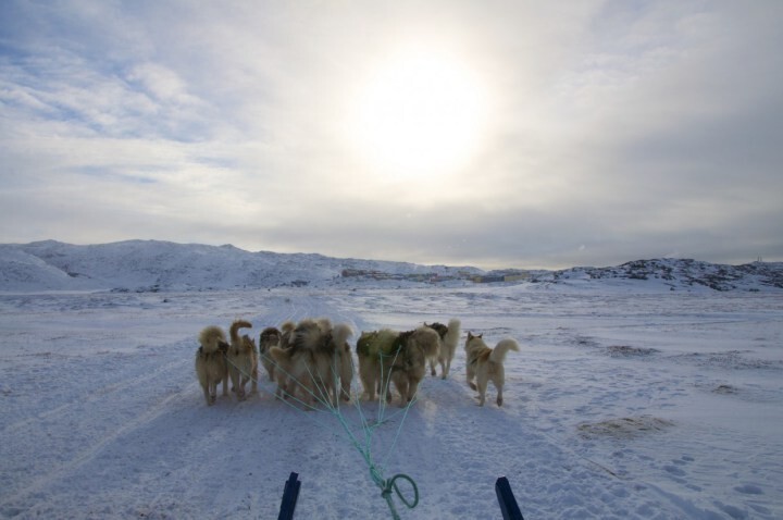 26. Путешествие в собачьей упряжке за полярным кругом, Илулисат, Гренландия