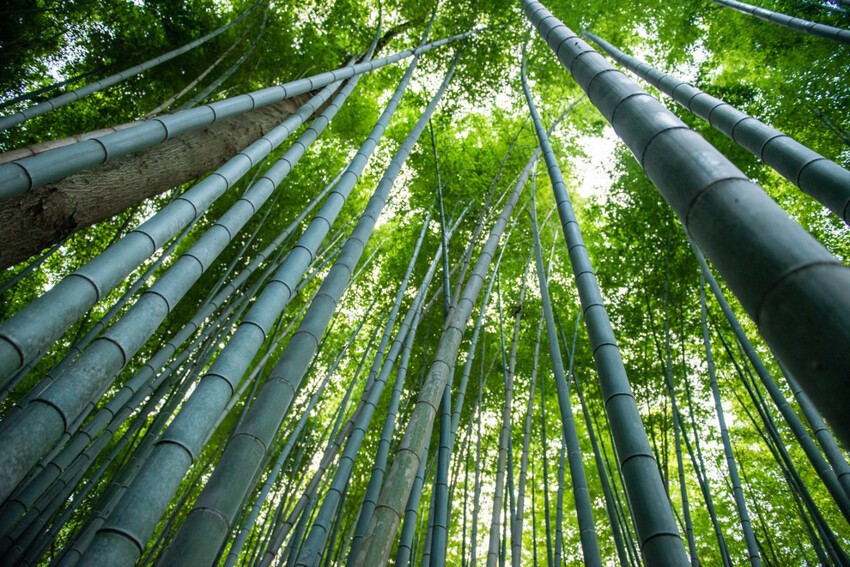 3. Бамбуковый лес, Япония