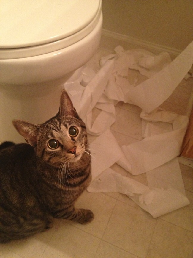 "Туалетный бумажный монстр был побежден! Добро пожаловать!"