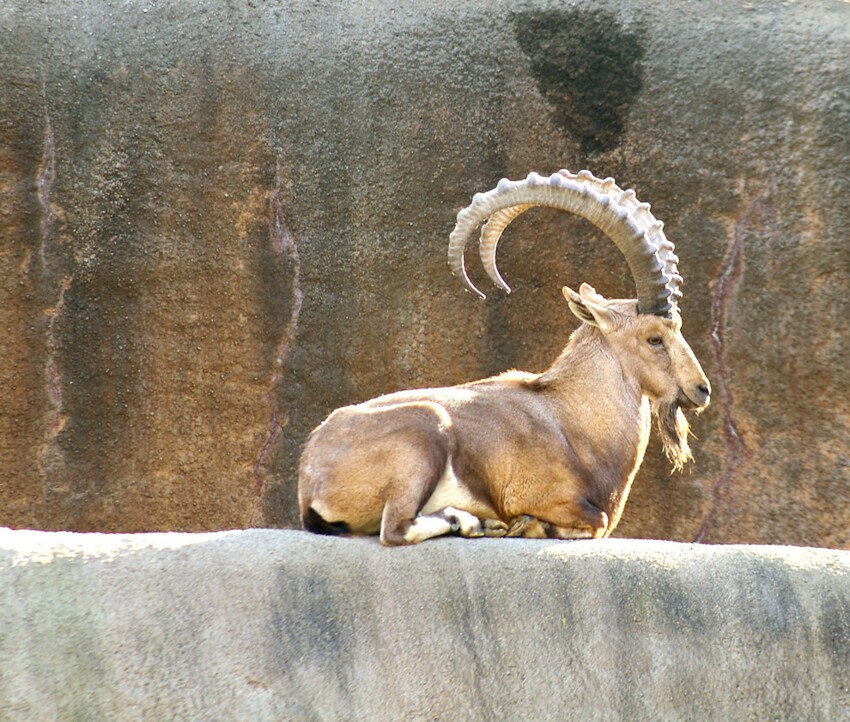 4. Нубийский горный козёл