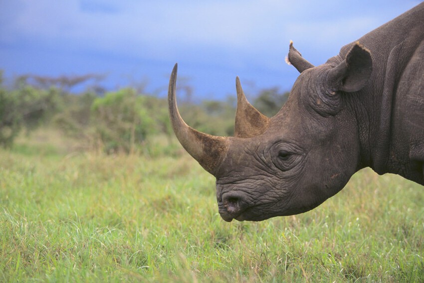 8. Чёрный носорог