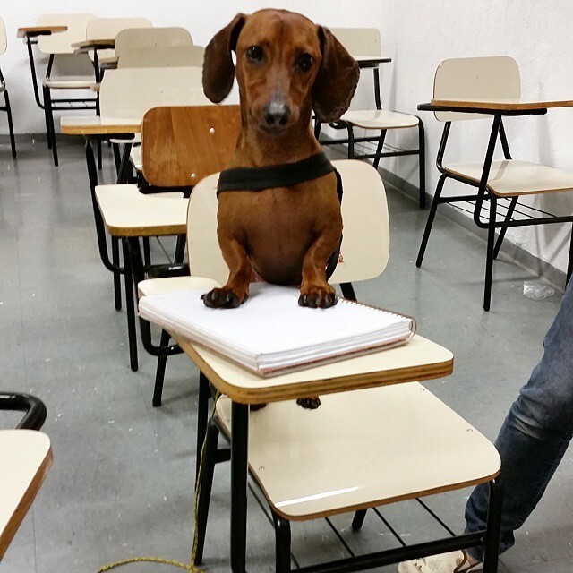 13. "Я первый в классе, и я сижу за первой партой: я пёс учителя".