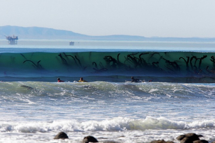 13. Гигантские водоросли в набежавшей волне похожи на морских монстров