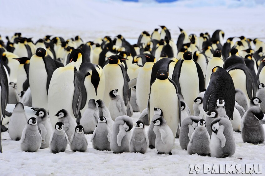 Пингвины.1 часть