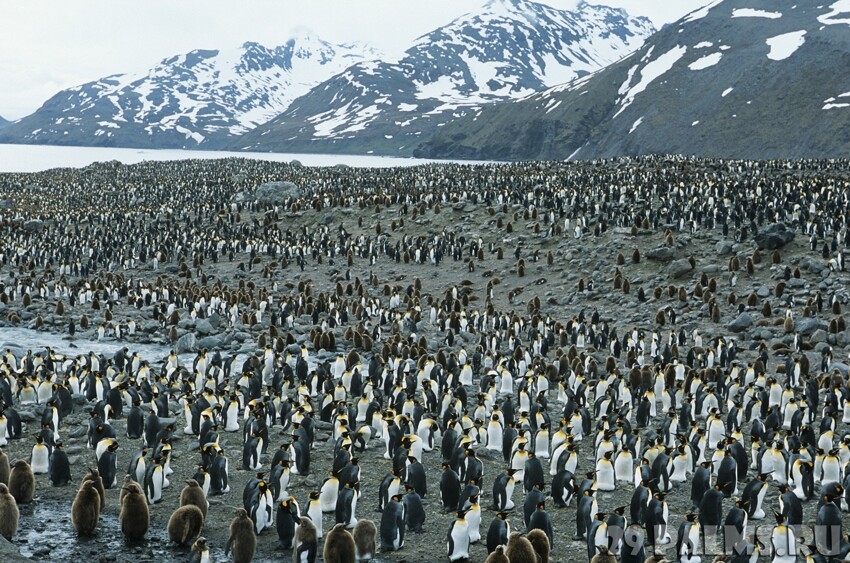 Пингвины.1 часть