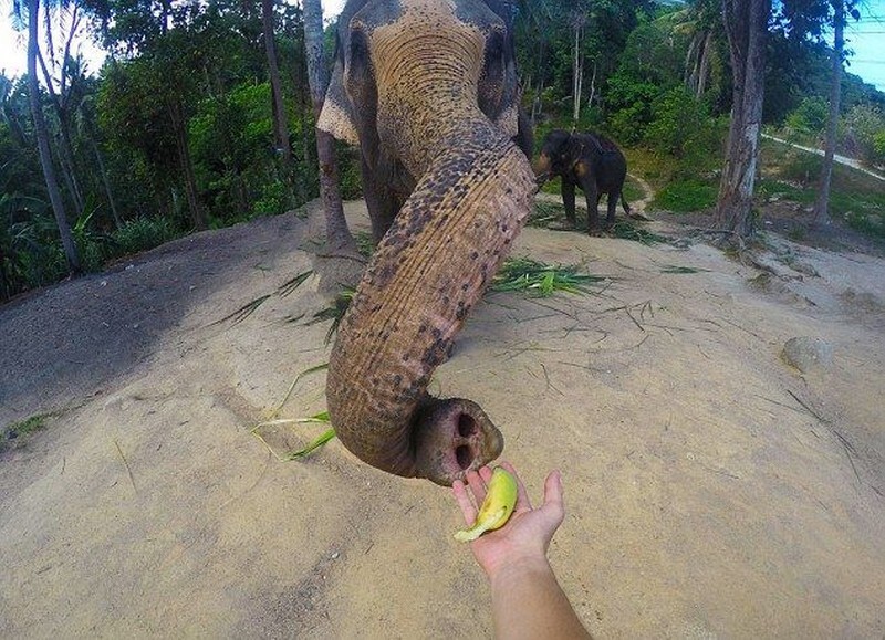 Слон сфотографировался с туристом на память