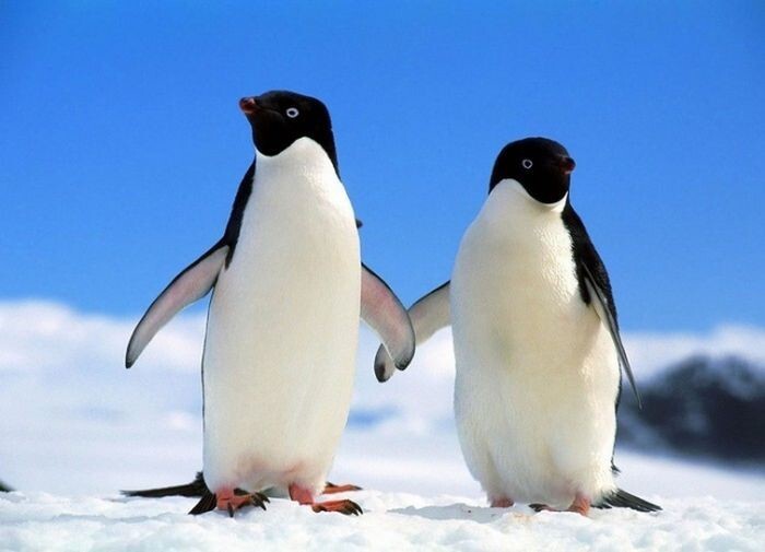 6. Пингвины