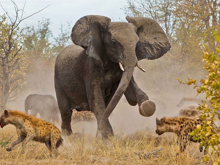 Слон атакует.