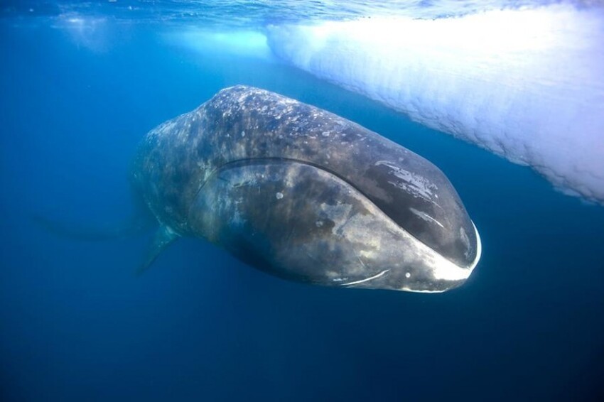 Полярный кит