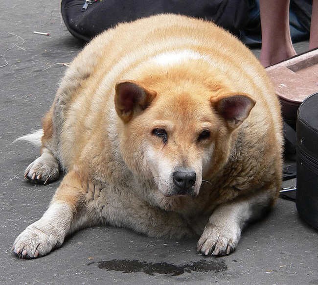 Фото животных, которым срочно пора садиться на диету