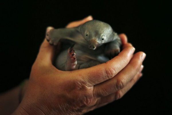 Эти 15 новорожденных малюток растопят самое черствое сердце 