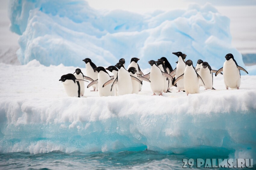 Пингвины (Часть 2)