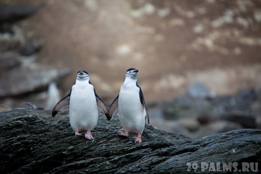 Пингвины (Часть 2)