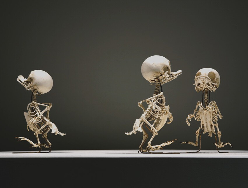 Как бы выглядели скелеты мультяшных персонажей?