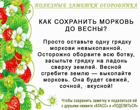 Полезные советы для огородников