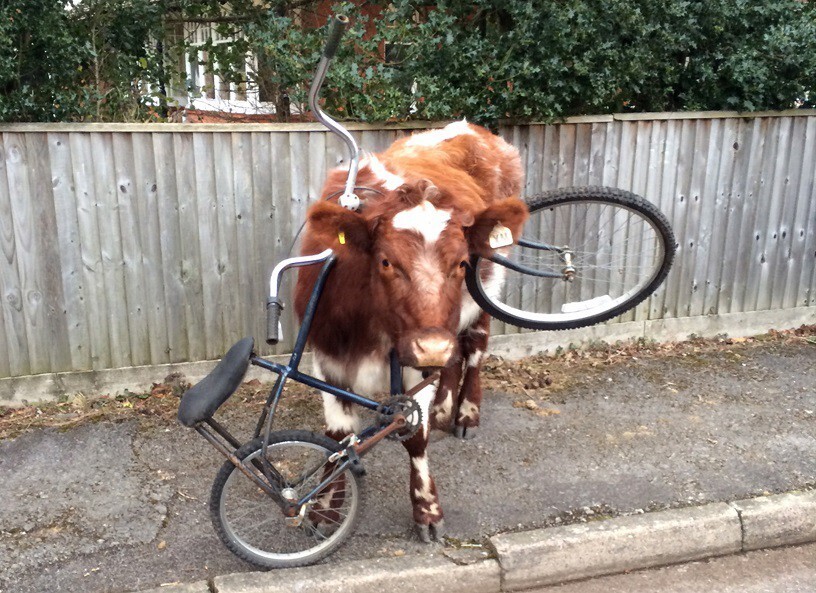 7. Корова застряла в велосипеде (но как?)