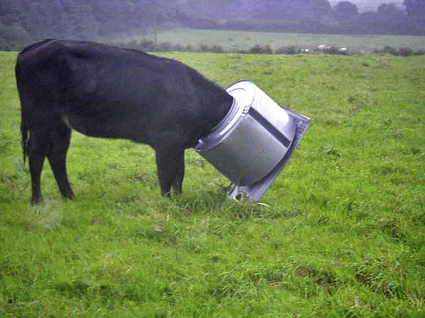 10. Корова застряла в барабане стиральной машины.