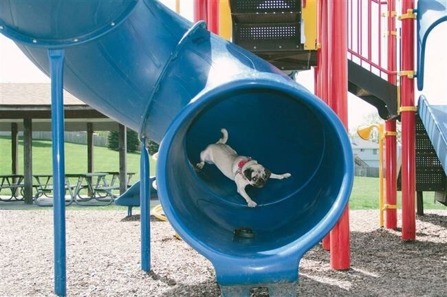 17 собак, познакомившихся с гравитацией не лучшим образом