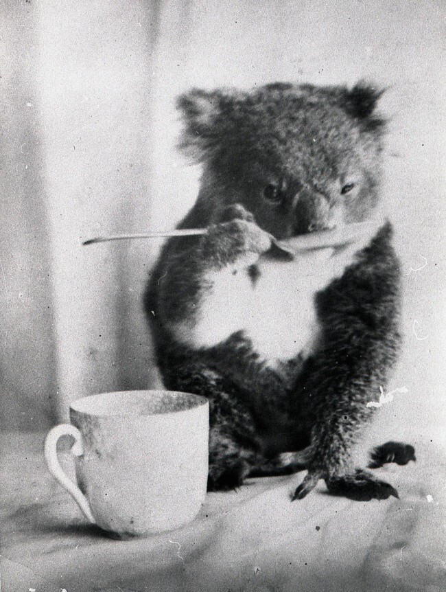 4. Коала пьёт из ложки, Австралия, 1900 год