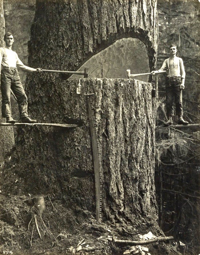 5. Лесорубы на фоне громадного дерева, Портленд, 1915 год