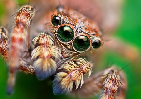 Удивительные макрофотографии пауков