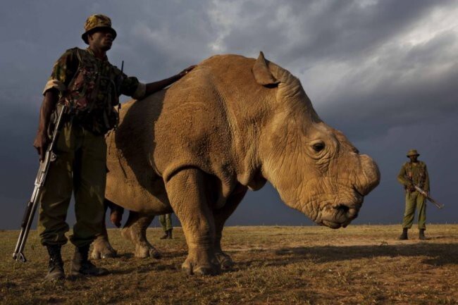 Единственный в мире самец белого носорога