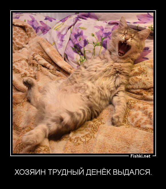 Хозяин трудный денёк выдался.
