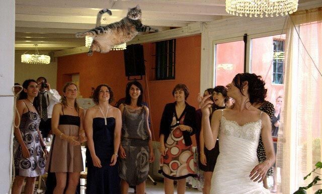 Что бы было, если бы вместо букета, невесты бросали котов