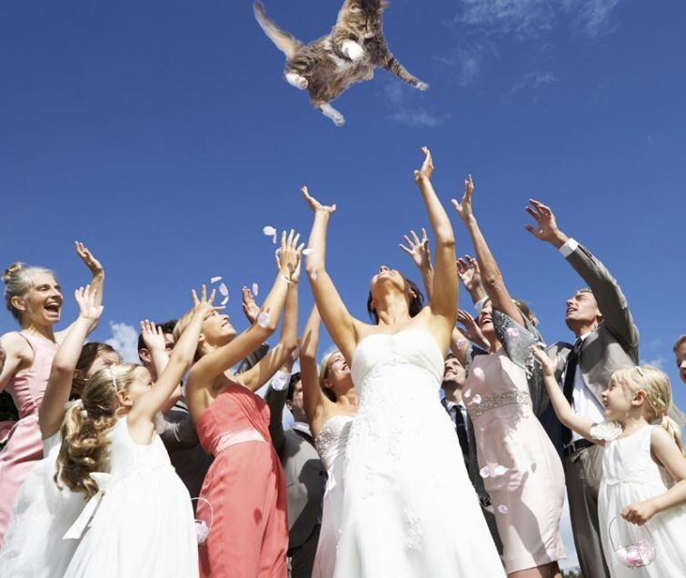 Что бы было, если бы вместо букета, невесты бросали котов