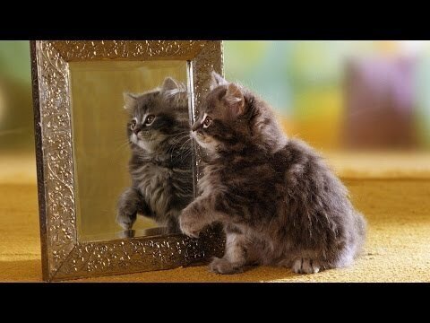 Животные увидели отражение в зеркале 