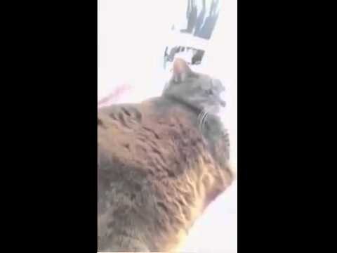 Кот ненавидит селфи 