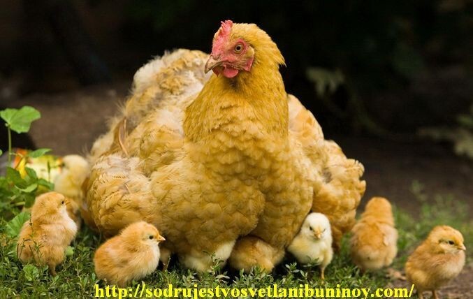 «Курица», — так говорят женщине, желая ее обидеть. А ведь, не все, наверное, знают о том, что курица – приемная мама для всех  беззащитных детенышей.