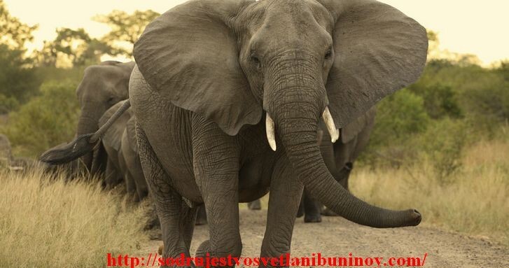 «Ходишь, как слон», — говорят люди, когда хотят «подчеркнуть» неуклюжесть походки человека, создающей много шума.