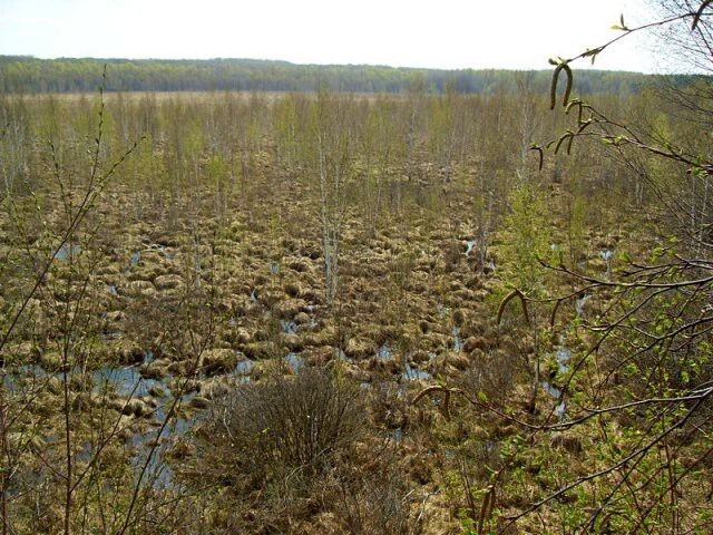 Большое моховое болото