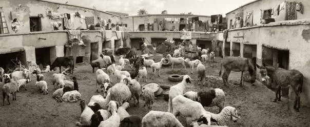 Pentti Sammallahti: Поймать чувства в объектив