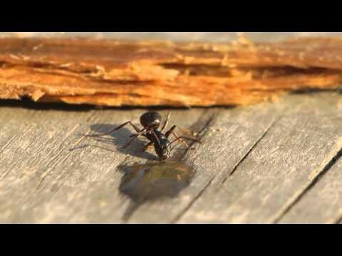 Как муравей пьет самогон 