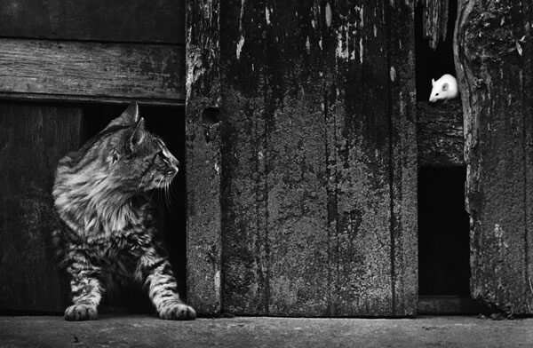 Люди и животные: история в чёрно-белых фото