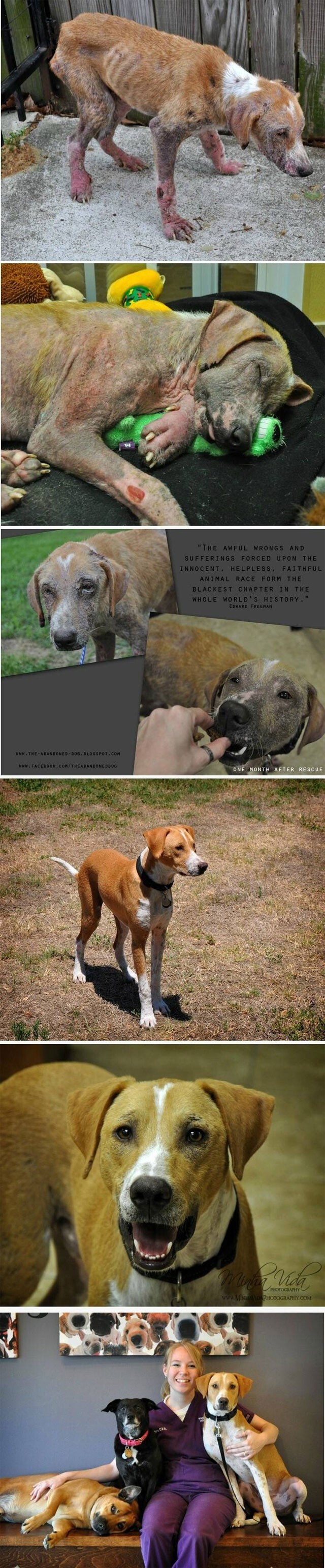 Спасенный пес. До и после. Спустя всего один месяц
