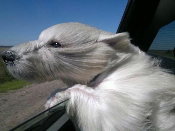 50 собак, обожающих поездки на машине
