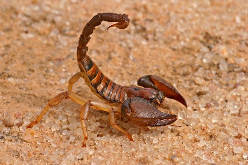 5. Индийский красный скорпион