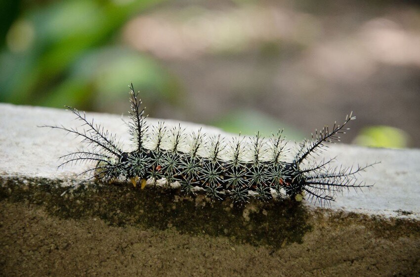 1. Гусеница Lonomia obliqua