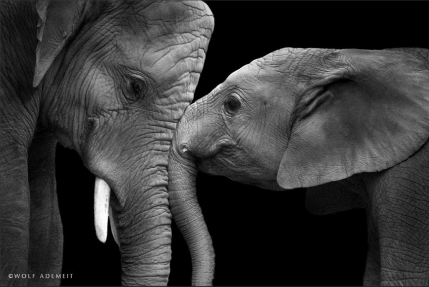 Люби как слон