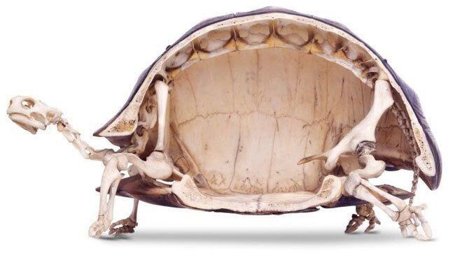 1. Панцирь черепахи состоит из 50 различных костей
