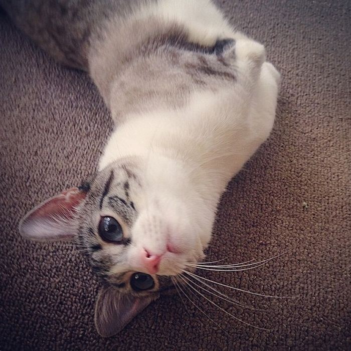 Храбрая кошка-инвалид — новая звезда Instagram*