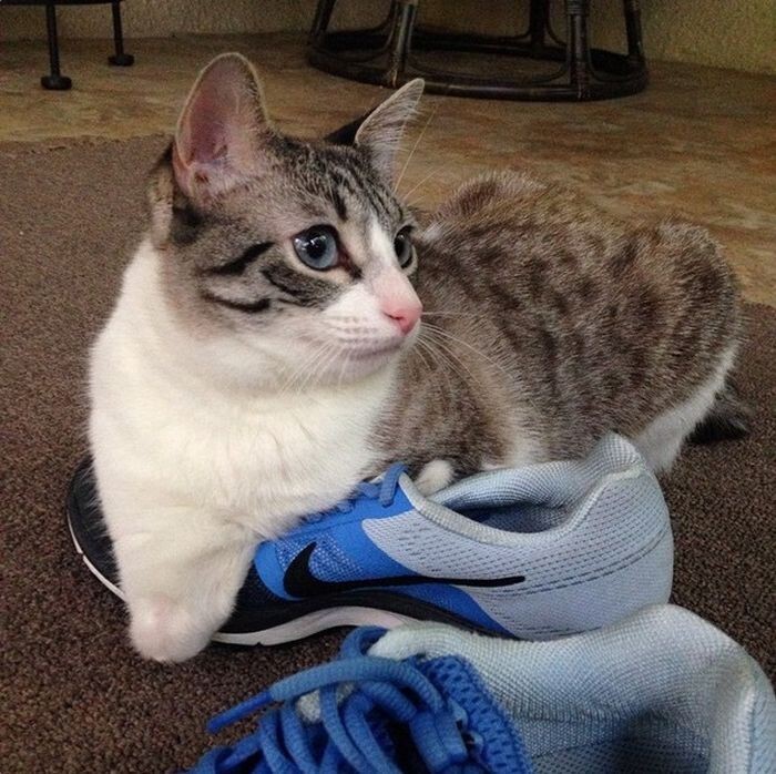 Храбрая кошка-инвалид — новая звезда Instagram*