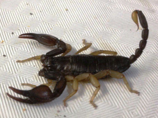 15. Европейский желтохвостый скорпион (European yellow-tailed scorpion)