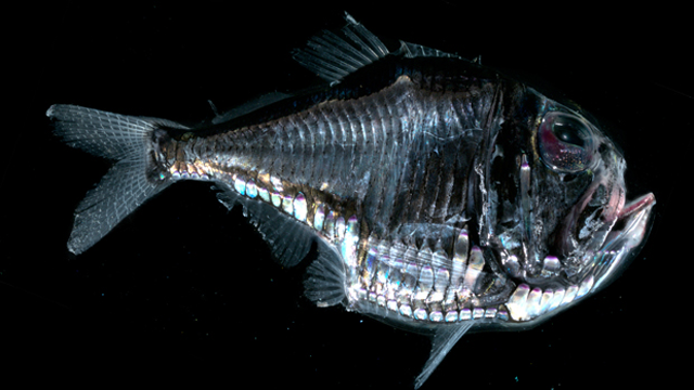 20. Рыба-топорик (Marine hatchetfish)