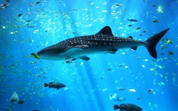 24. Китовая акула