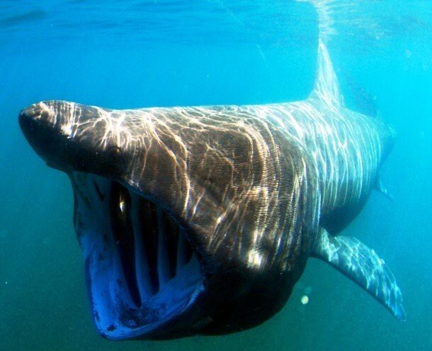 12. Гигантская акула (Basking shark)